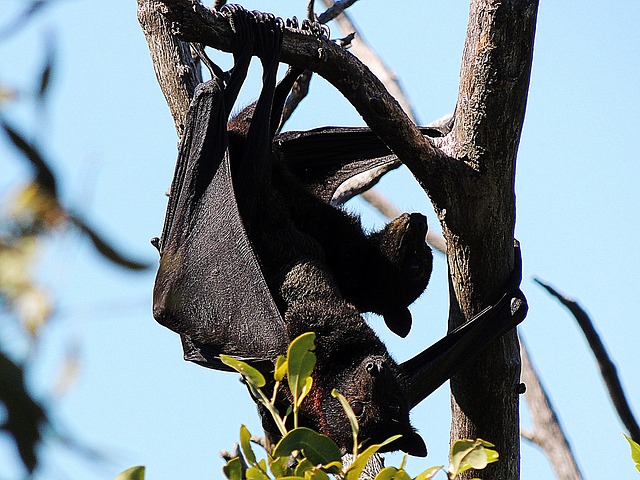 Fruit Bats