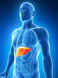 3D image of man with liver in color