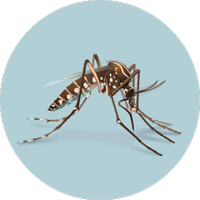 Aedes species mosquito image